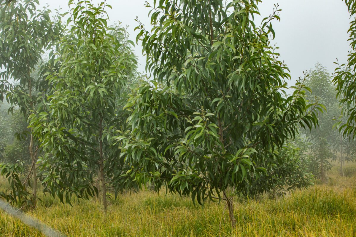 Koa in Hawaii Taylor Sustainability Hub