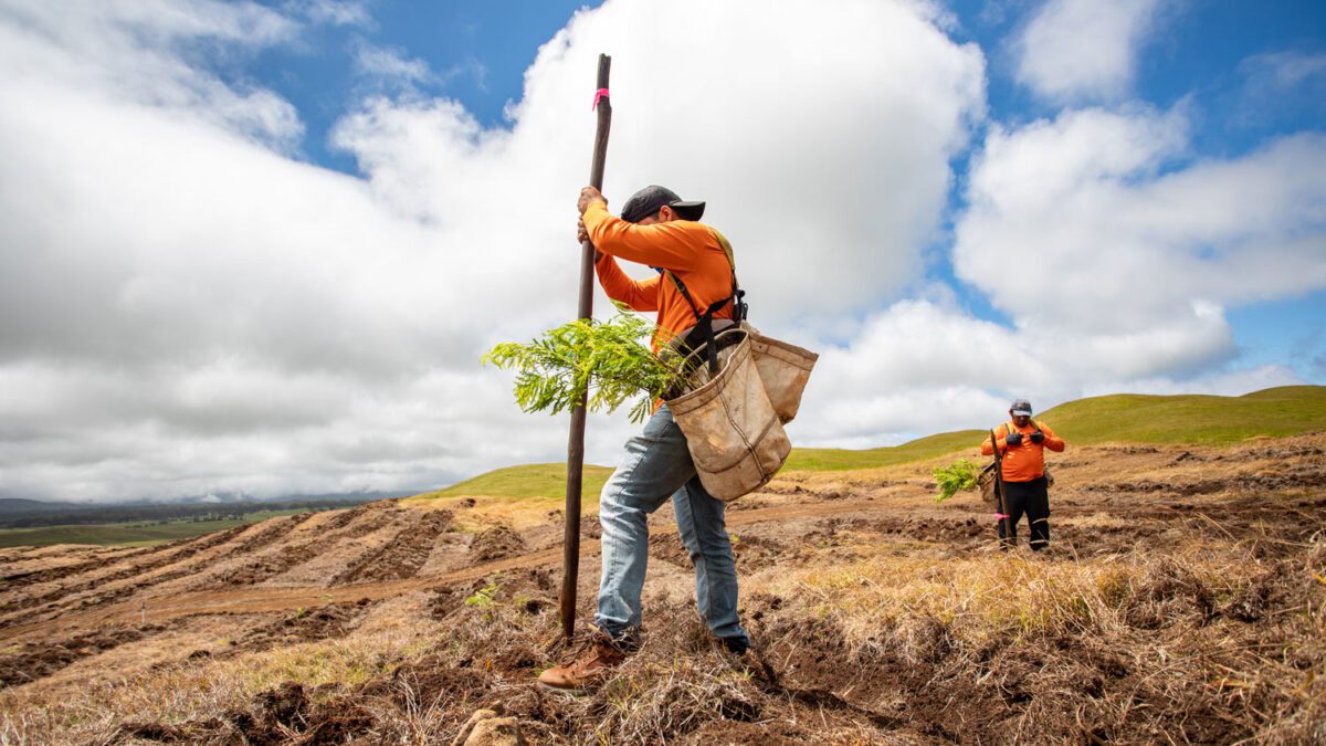 Koa in Hawaii Taylor Sustainability Hub