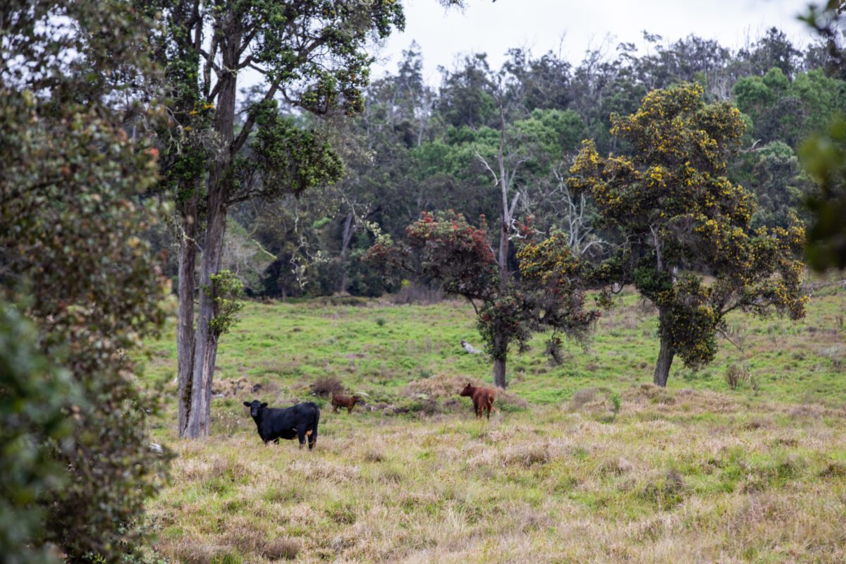 Koa in Hawaii Taylor Sustainability Hub