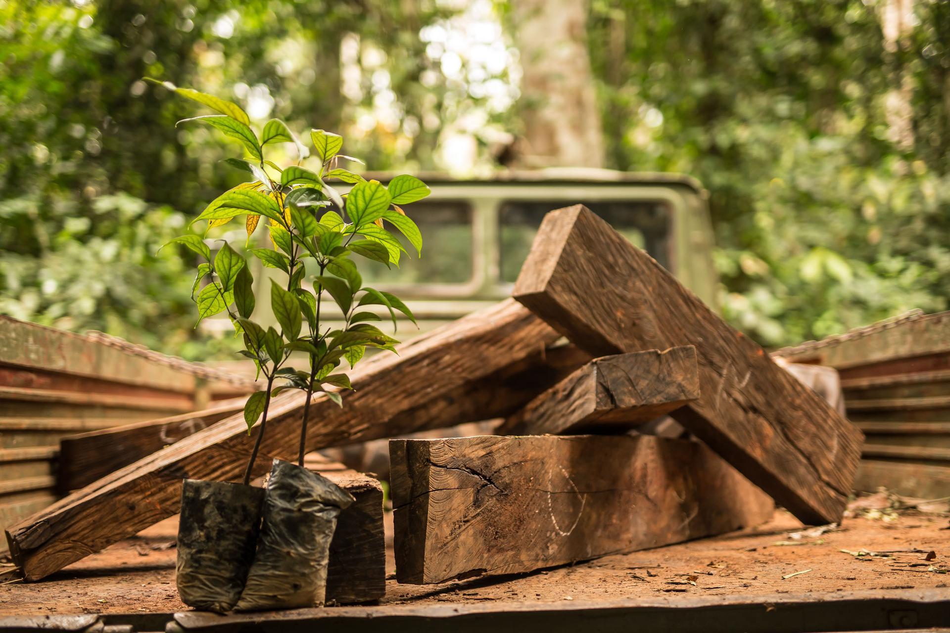 Image of a stack of milled ebony wood to be used in Taylor acoustic guitars next to an ebony tree sapling